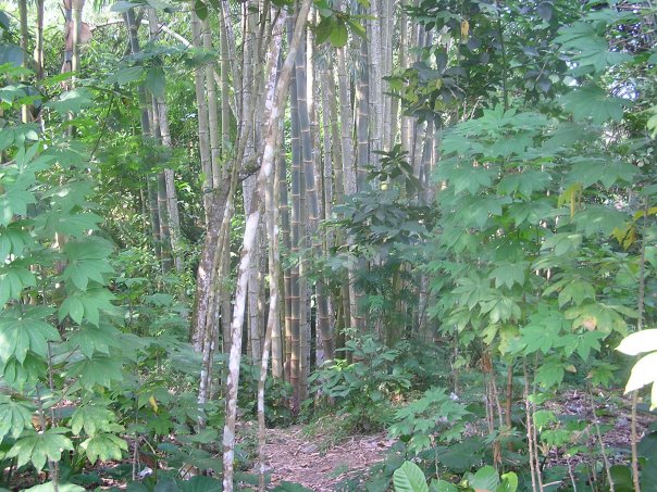 2009-monkey-forest-hike-java-island-1936838_1175540915562_5890111_n